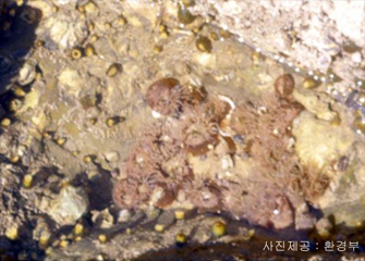 태평양꽃해변말미잘