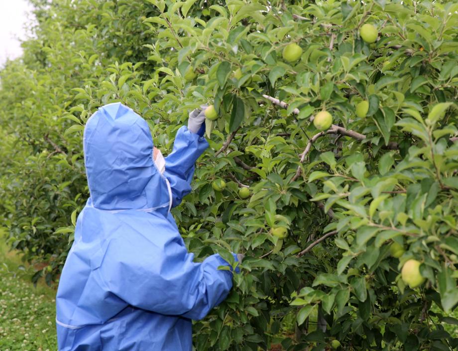 과수화상병 예방 1
