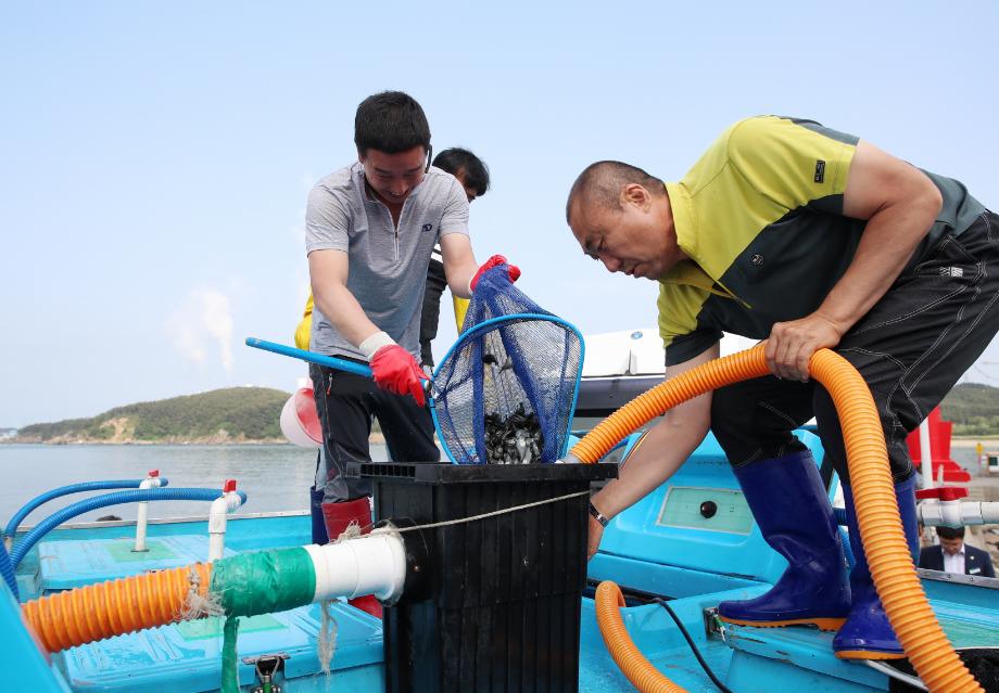 수산자원 회복 결실 1(넙치 치어 방류)