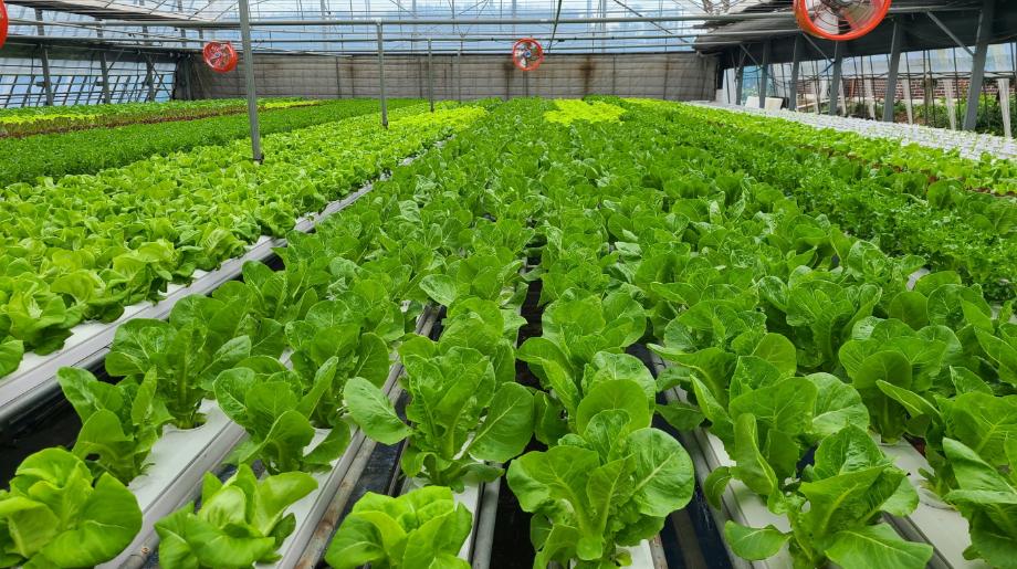 태안군, “시설채소 양액재배 늘린다!” 농업소득 향상 총력
