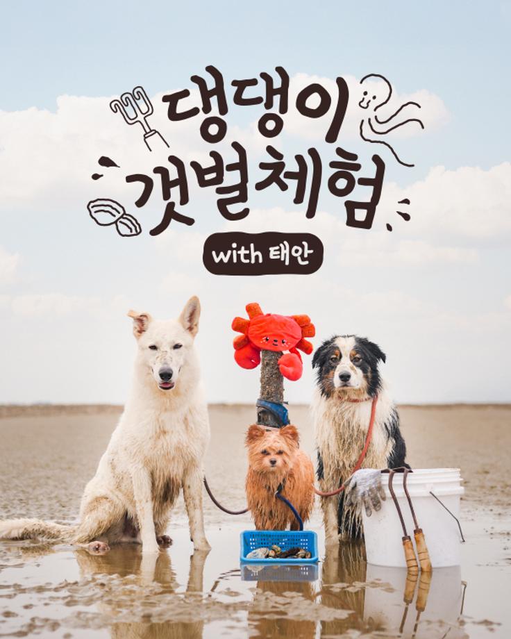 반려동물 동반 갯벌체험 프로그램 1