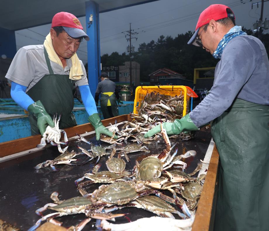 꽃게산란서식장 조성 1