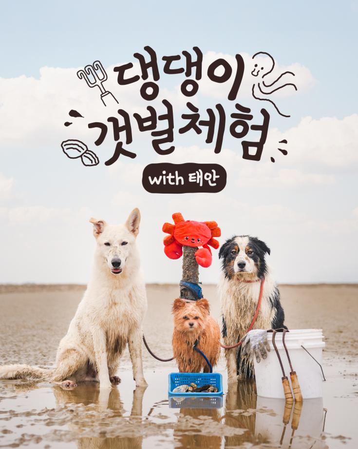 갯벌체험-댕대 포스터