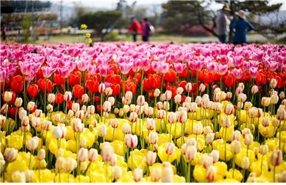 태안 세계튤립 꽃 축제